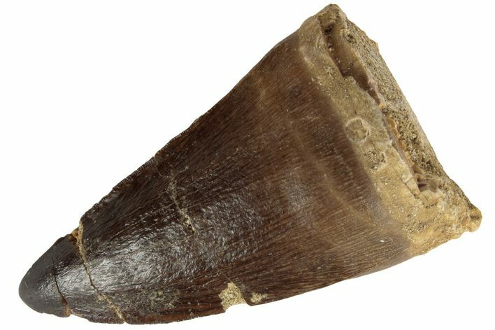 Fossil Mosasaur (Mosasaurus) Tooth - Morocco #186560
